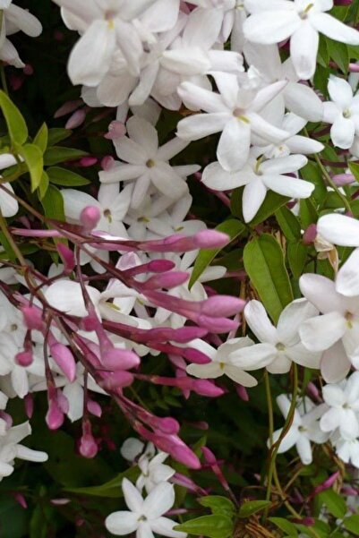 AnkaBahçe 10 Adet Arap Yasemin Fidesi 5-10cm