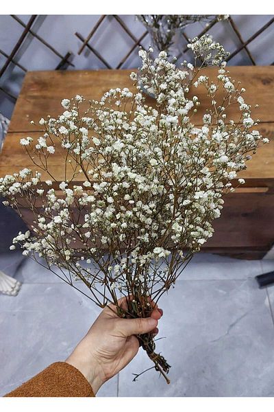 lolipophobi Ζευγάρι Cipso με Shock 1 Bunch, Cipso, Dry Flower, Αποξηραμένο λουλούδι