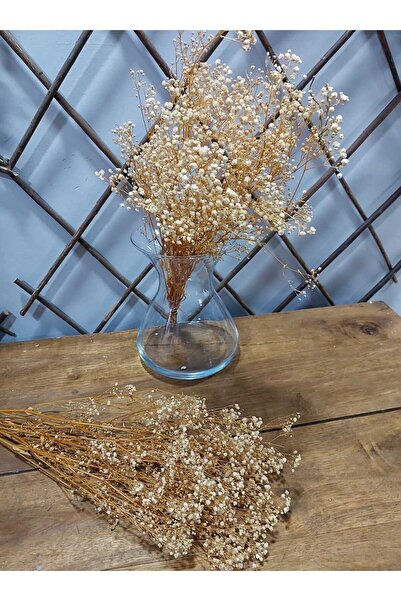 lolipophobi سيبسو هامش مع 1 باقة، سيبسو، زهرة جافة، زهرة مجففة