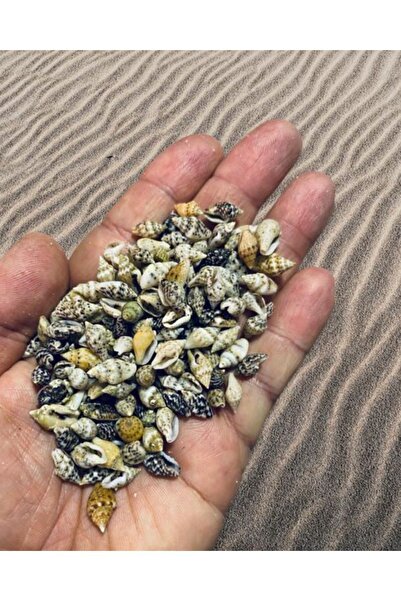 Flea Market 100 bucăți scoici mici naturale Nassa Shell fără găuri (dimensiun...