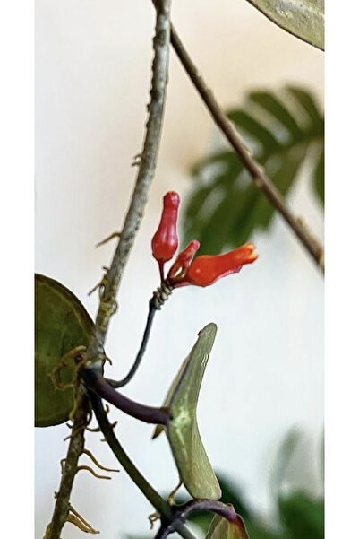 PLANT Dischidia Lancifolia