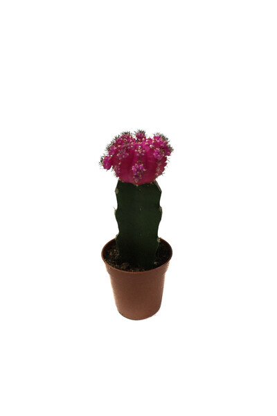 Betonish Gymnocalycium Mihanovichii 'Pink' (Kaktüs)