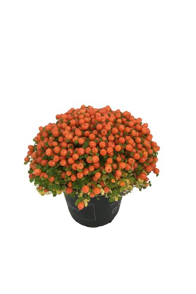 The Best Online Thebestonline Arap Saçı - Nertera Bitkisi