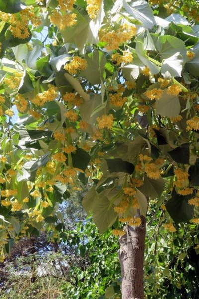 fidanistanbul Ihlamur Fidanı Tilia tomentosa Silver Linden, 60-80 cm, Saksıda