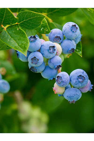Neo Yaşam Yaban Mersini (BLUEBERRY) Mix Baltık Yosunu & Perlit Toprak 25l
