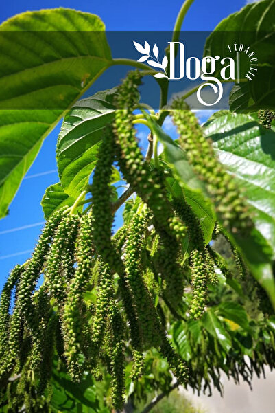 DOĞA FİDANCILIK Aşılı Pakistan Kara Şah Dut Fidanı 3 Yaş