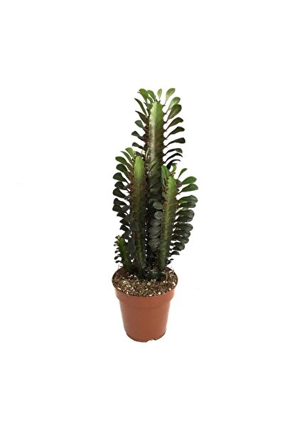 Betonish Euphorbia Trigona 'rubra' (SÜT AĞACI)