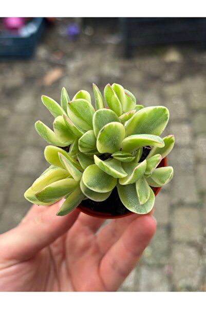 SukuLand Crassula Money Maker Variegata Koleksiyonluk Özel Tür Sukulent