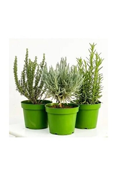 The Best Online Lavanta, Kekik, Biberiye Seti