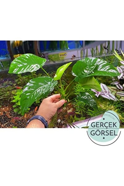 İthâl Bitki Akvaryum Bitkileri Anubias Broad Leaf 6-8 Yapraklı Canlı Bitki Xl