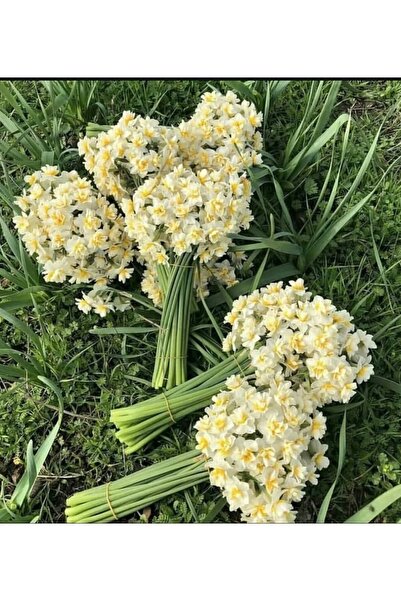 Çiçek NERGİS ÇİÇEĞİ 50’Lİ DEMET