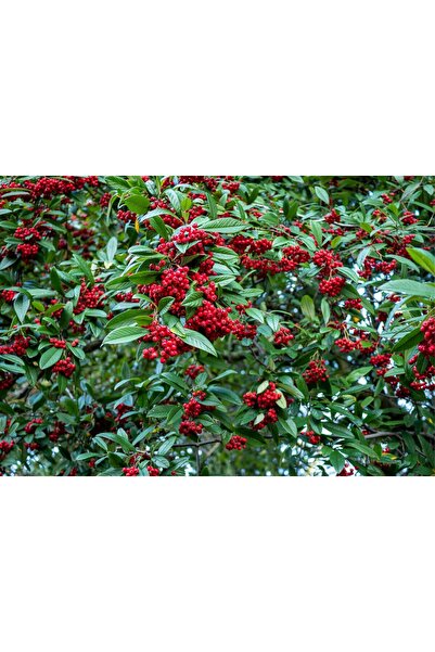 Tunç Botanik COTONEASTER SALİCİFOLİUS 10 ADET - HERDEM YEŞİL DAĞ MUŞMULASI