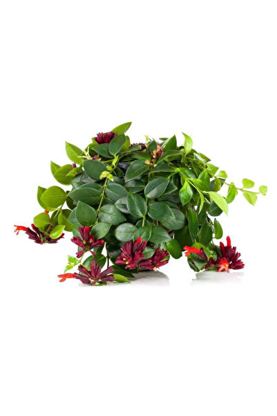 FİDAN SEPETİM Askılı Ruj Çiçeği Bitkisi 'Aeschynanthus'