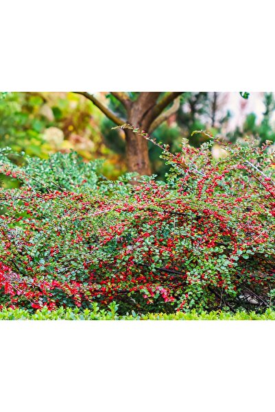 Tunç Botanik COTONEASTER HORİZONTALİS - YAYILICI DAĞ MUŞMULASI