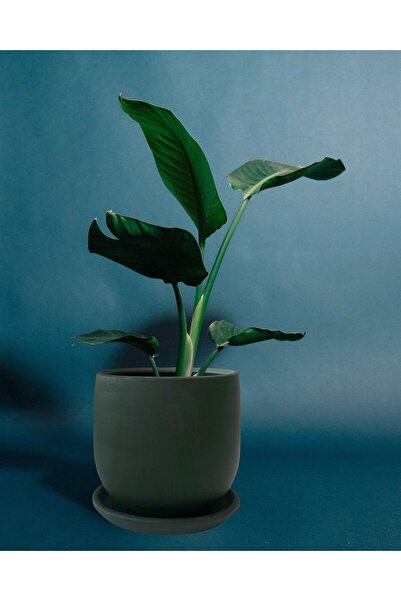 Evdek Tabaklı Armut Haki Yeşil Çömlek Saksı 17x17 Cm