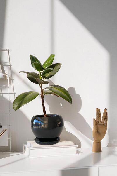 Evdek Tabaklı Siyah Tombul Çömlek Saksı 16x15 Cm