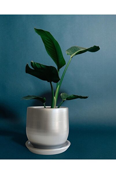 Evdek Tabaklı Armut Gümüş Çömlek Saksı 15x15 Cm