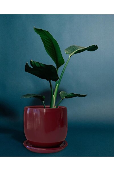 Evdek Tabaklı Armut Bordo Çömlek Saksı 15x15 Cm