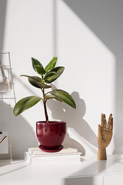 Evdek Tabaklı Bordo U Çömlek Saksı 24x24 Cm