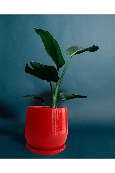 Evdek Tabaklı Armut Kırmızı Çömlek Saksı 17x17 Cm