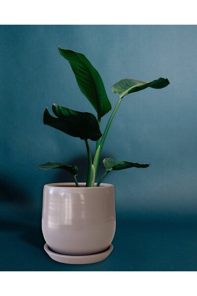 Evdek Tabaklı Armut Vizon Çömlek Saksı 17x17 Cm