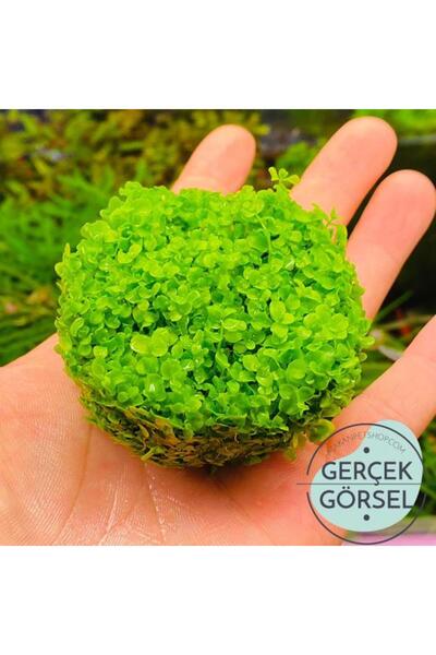 Genel Markalar Micranthemum Monte Carlo In Vitro Canlı Bitki