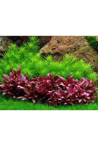 Alternanthera Reineckii Mini Saksı Canlı Bitki