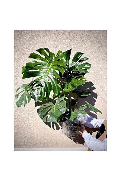 CoolConceptFlower Monstera 80-90cm
