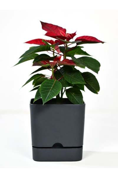 Poliwork 4 Adet Begonya Kare 13 Cm Tabaklı Saksı 1.5 Lt Antrasit Renk Genişli...