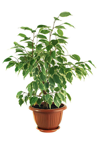 Gardenbox Videolu Benjamin Bitkisi 1 Adet Sakslı/ Tüpü 60-80 Cm Ofis Ev Salon...