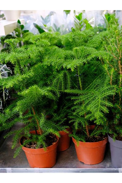 Gardenbox Videolu Arokarya Salon Çamı 1 Adet Saksılı/ Tüplü 40-50cm Salon Ofis Bitkisi