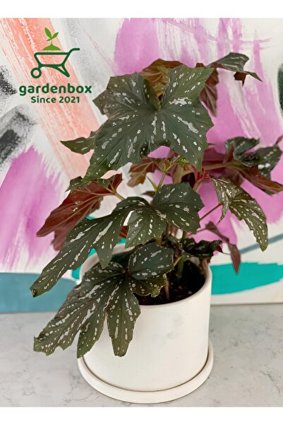 Nura Botanik Çiçekli Çilli Çınar Begonya Çiçeği 1 ADET Saksılı 30-40Cm