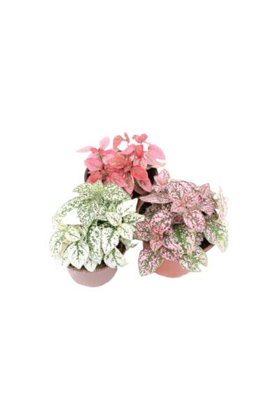 Nura Botanik 3'lü Hipoestes Phyllostachya - Hostes Çiçeği Kırmızı Çilli Yapra...