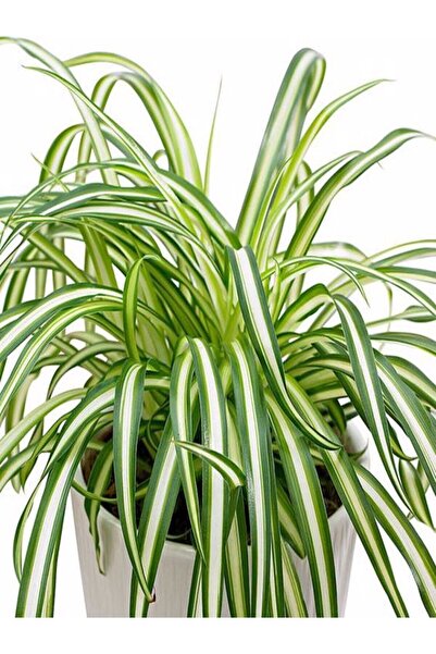 Gardenbox Videolu Hava Temizleyen Kurdela Çiçeği 1 Adet Saksılı 20-40 Cm Ev O...