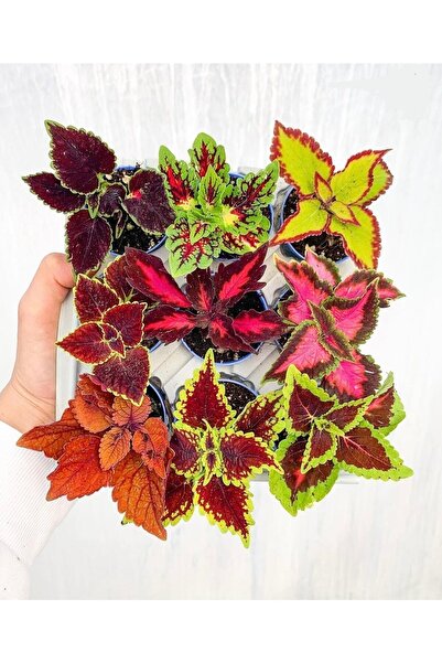 Gardenbox Mini Saksıda 9lu Mix Coleus Yaprak Güzeli Seti