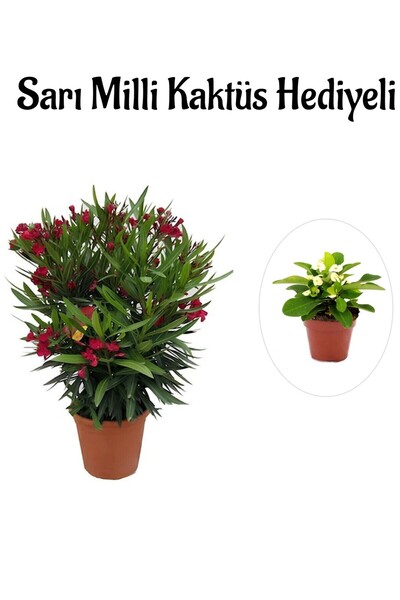 Gardenbox Kadınlar Gününe Özel Kırmızı Bodur Zakkum Fidanı Sarı Milli Kaktüs ...