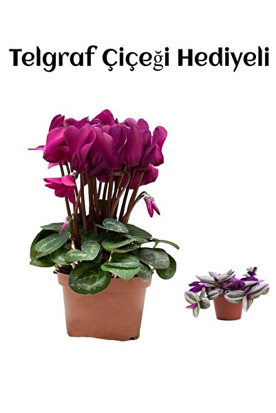 Gardenbox Hediyelik Fuşya Renk Sıklamen Çiçeği Sevgililer Gününe Özel TELGRAF...