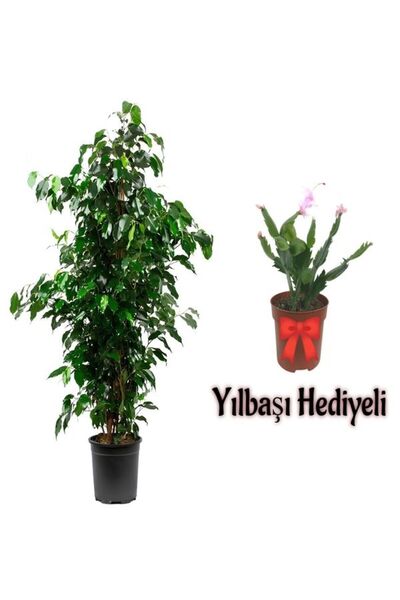 Gardenbox Videolu Yeşil Benjamin Bitkisi(80-100Cm) 1 ADET Saksılı Yılbaşı Çiç...