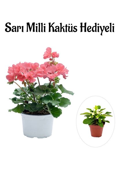 Gardenbox Kadınlar Gününe Özel Toz Pembe Sardunya Çiçeği Sarı Milli Kaktüs He...