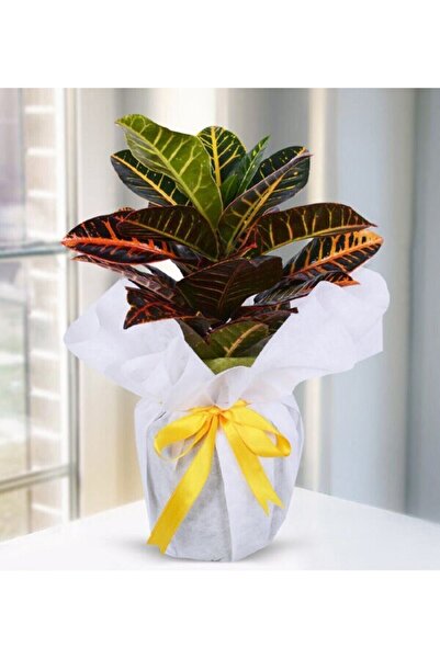 Gardenbox Kraton Çiçeği Yeni iş Hediyesi Hediye Paketi+Tebrik Kartı