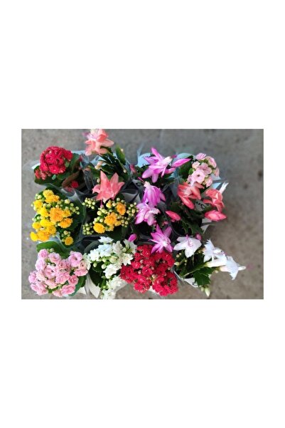 serada decor & plant Avantajlı Yılbaşı Çiçeği Rengarenk Set 12 Adet Saksılı 1...