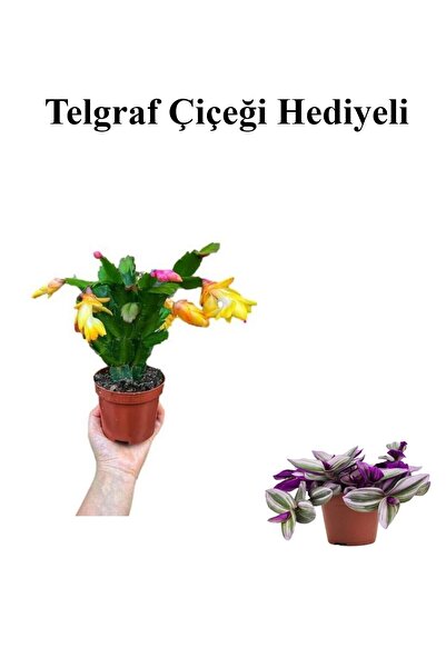 Nura Botanik Hediyelik Sarı Renk Yılbaşı Çiçeği Sevgililer Gününe Özel Kurdel...