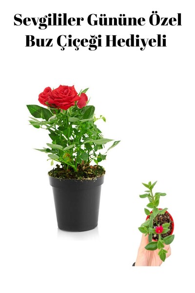 Gardenbox Anneler Gününe Özel Hediyelik Kırmızı Renk Gül Fidanı Buz Çiçeği