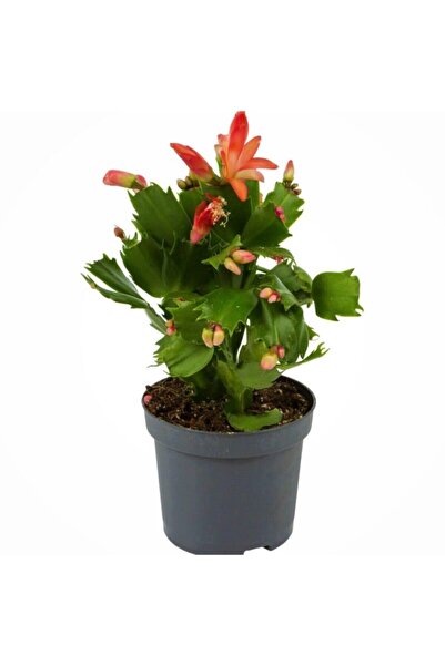 Gardenbox Çok Avantajlı Yılbaşı Çiçeği,yılbaşı Kaktüsü,kırmızı Renk 7 Cm Saks...