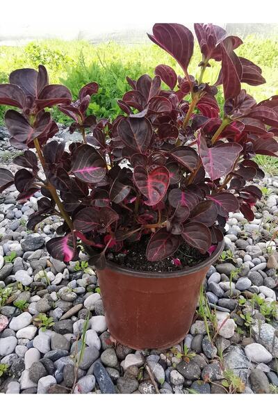 Gardenbox Videolu Çingene Şalvarı Çiçeği 1 Adet Saksılı/ Tüplü 20-30cm Ev Salon Bitkisi ( Iresine)