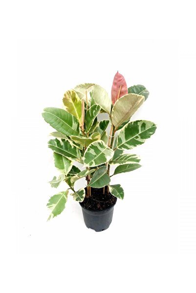 Nura Botanik Pembe Alacalı Kauçuk Çiçeği 2li 95-100cm Iç Mekan Bitkisi Hediye...