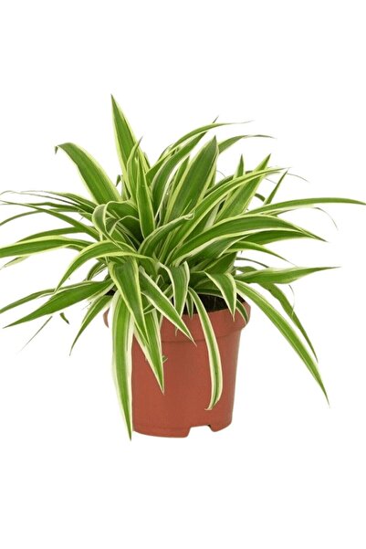 Gardenbox Kurdele Çiçeği