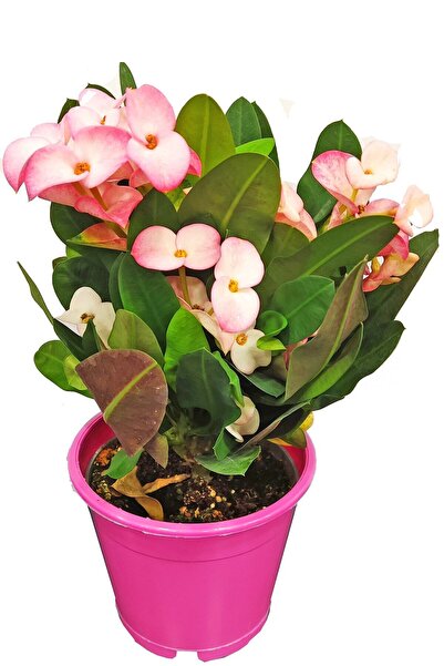 Nura Botanik Videolu Alacalı Pembe -pink Euphorbia Milii Dikenler Tacı Çiçekl...