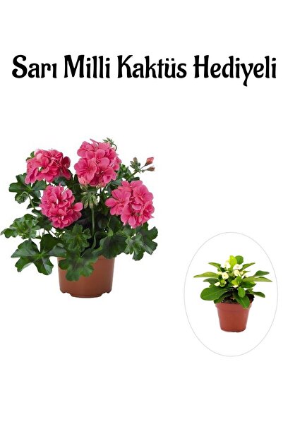 Nura Botanik Hediyelik Pembe Sakız Sardunya Çiçeği Fidanı Sevgililer Gününe Ö...