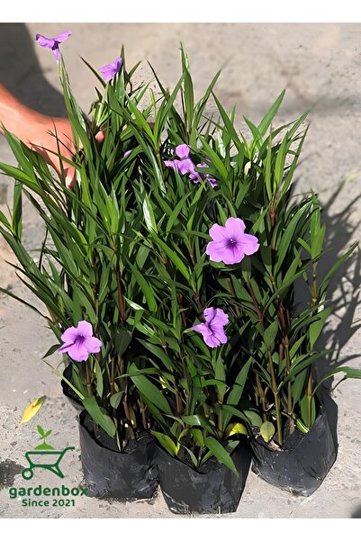 Nura Botanik Meksika Petunyası 4 ADET Saksılı 30-50Cm Dış Mekan Bahçe Çiçeği